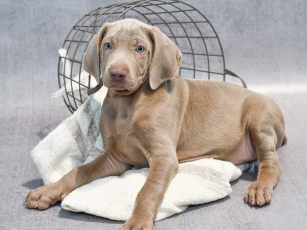 Weimaraner-Dog-Male-Silver-36882-Petland Novi, Michigan