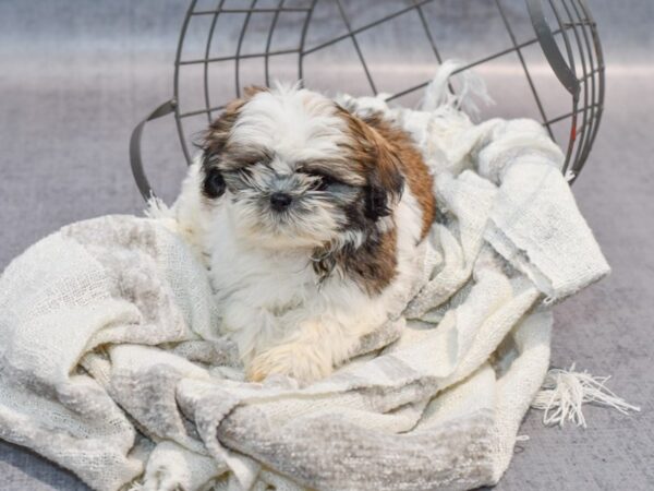 Shih Tzu-Dog-Female-Sable / White-36885-Petland Novi, Michigan