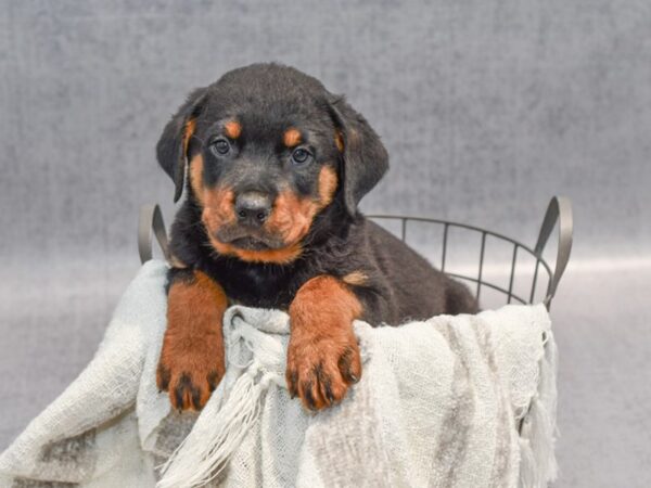 Rottweiler Dog Male Black / Rust 36887 Petland Novi, Michigan