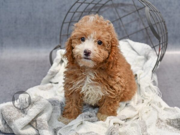 Miniature Poodle Dog Male Light Red 36889 Petland Novi, Michigan