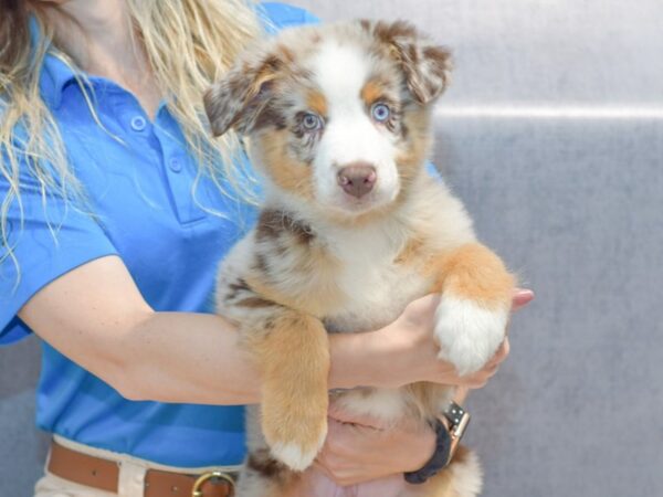 Australian Shepherd Dog Male Red Merle 36890 Petland Novi, Michigan