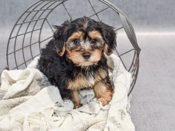 Yochon-Dog-Male--36893-Petland Novi, Michigan