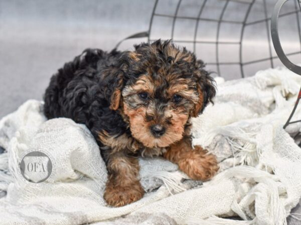 Yorkiepoo Dog Male Black Tri 36894 Petland Novi, Michigan