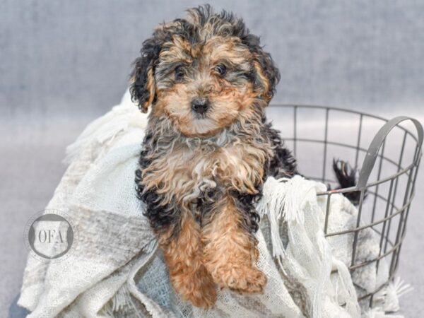 Yorkiepoo Dog Male Blue Merle Tri Markings 36895 Petland Novi, Michigan