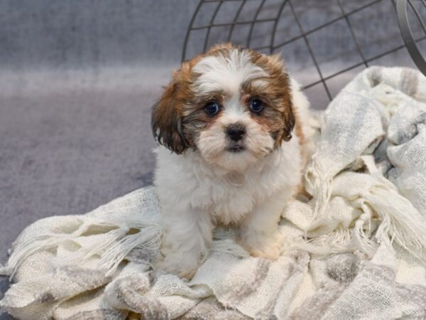 Teddy Bear Dog Female Brown & White 36898 Petland Novi, Michigan