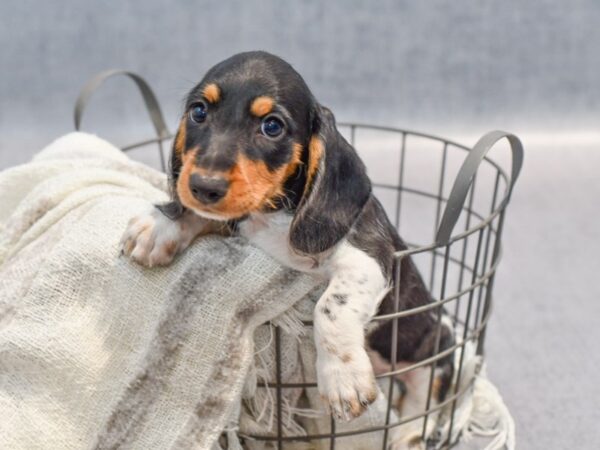 Dachshund Dog Male Blk tan 36899 Petland Novi, Michigan