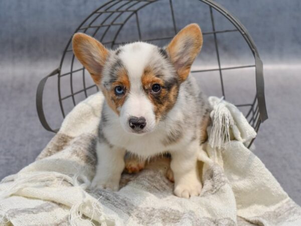 Cardigan Welsh Corgi/Pembroke Welsh Corgi-Dog-Male-Blue-36901-Petland Novi, Michigan