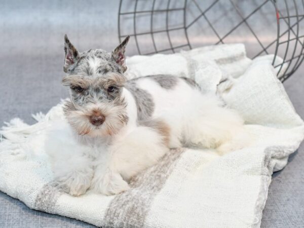 Miniature Schnauzer Dog Male Lilac Merle 36905 Petland Novi, Michigan