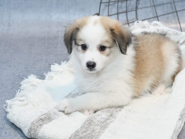 Aussiemo-Dog-Female-Brown & White-36907-Petland Novi, Michigan