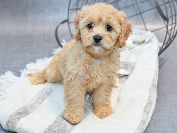 Cavachon Dog Female Blenheim 36909 Petland Novi, Michigan