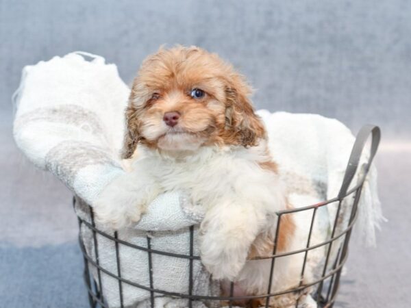 Cockapoo Dog Female Chocolate Merle & White 36910 Petland Novi, Michigan