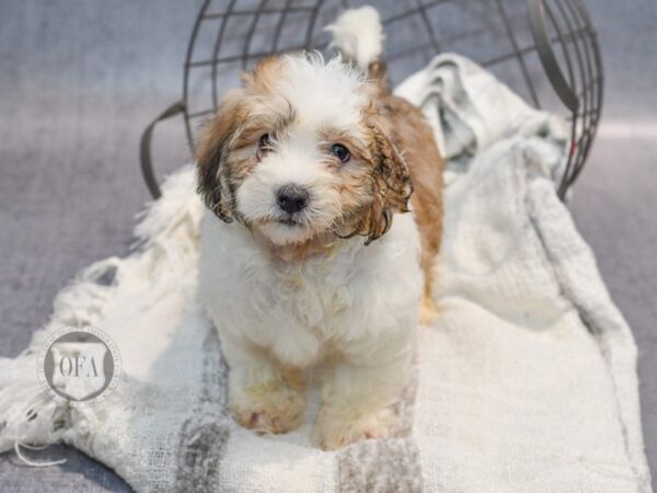 Coton De Tulear-Dog-Male-Sable & White-36912-Petland Novi, Michigan