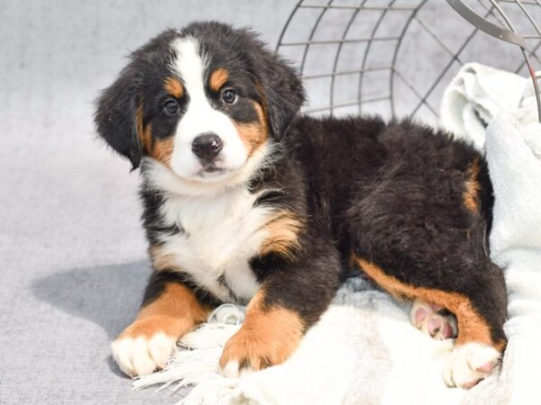 Bernese Mountain Dog-Dog-Male-Tri-Colored-36914-Petland Novi, Michigan