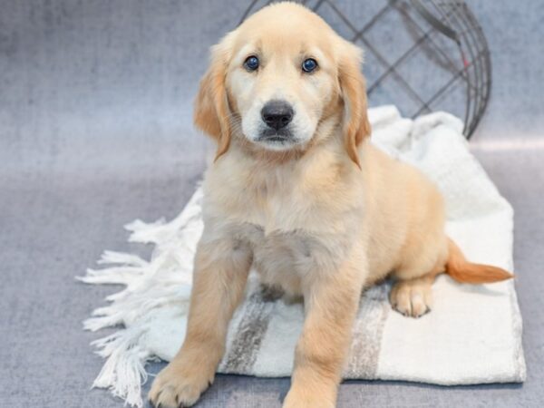 Golden Retriever Dog Female Golden 36917 Petland Novi, Michigan