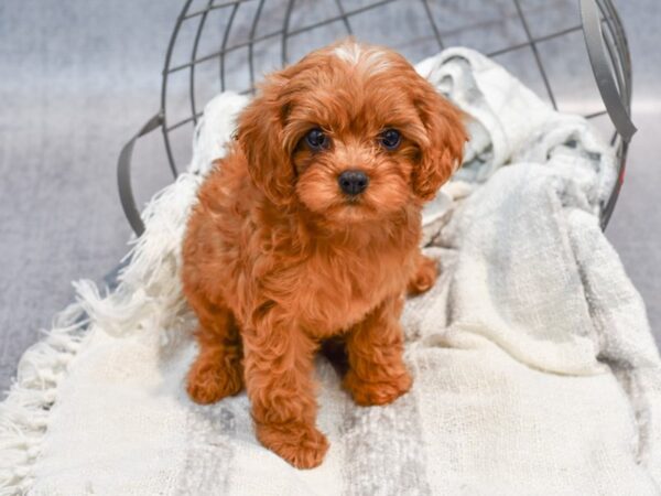 Cavapoo-Dog-Male-Ruby-36918-Petland Novi, Michigan