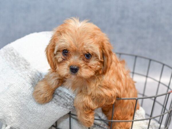 Cavapoo Dog Female Ruby 36919 Petland Novi, Michigan