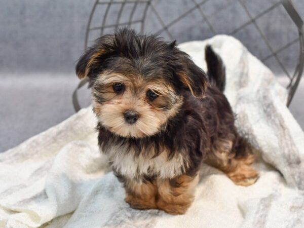 Morkie Dog Male Black / Tan 36923 Petland Novi, Michigan