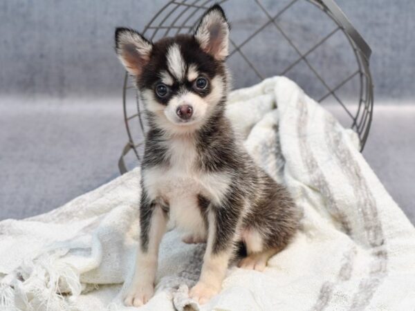 Pomsky Dog Male Black & Silver 36925 Petland Novi, Michigan