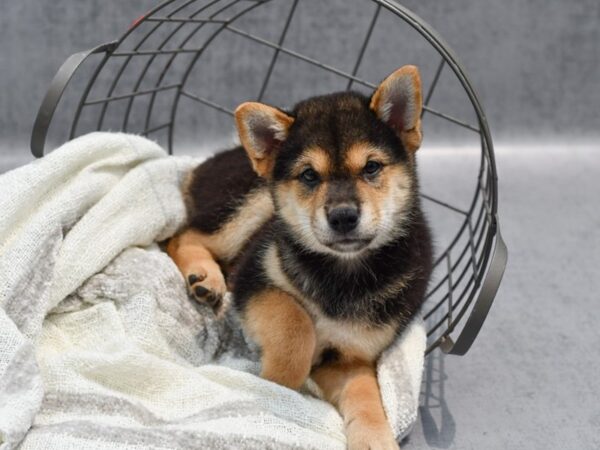 Shiba Inu Dog Male Black & Tan 36926 Petland Novi, Michigan