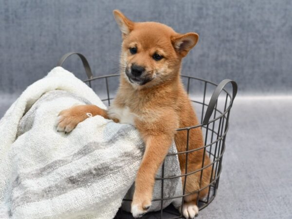 Shiba Inu Dog Female Red 36927 Petland Novi, Michigan