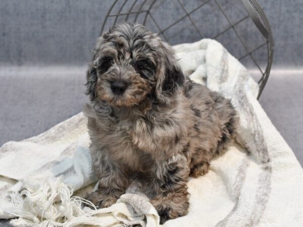 Mini Goldendoodle Dog Male Blue Merle 36928 Petland Novi, Michigan