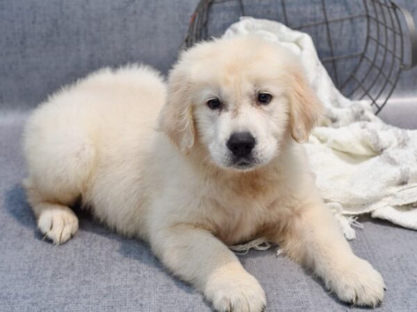 Golden Retriever Dog Male Golden 36930 Petland Novi, Michigan