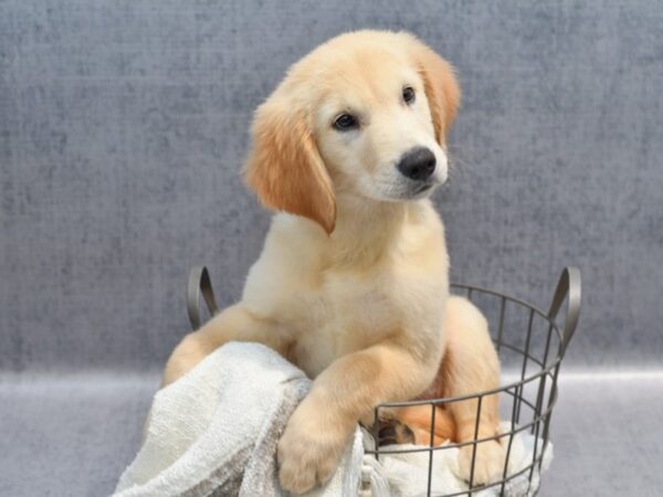 Golden Retriever Dog Female Golden 36931 Petland Novi, Michigan