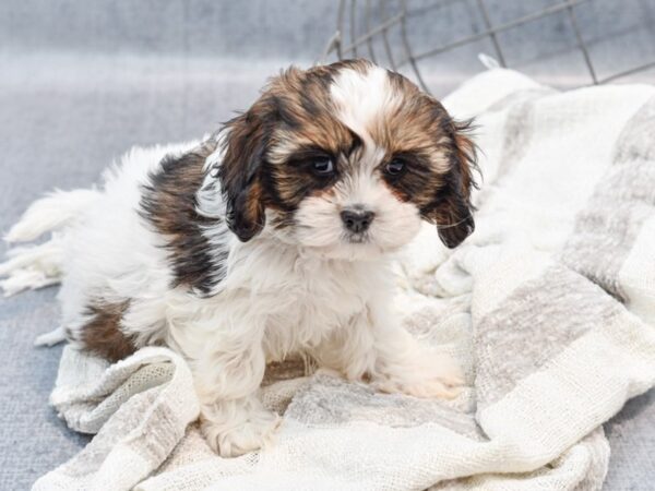 Cocker Tzu-Dog-Female-Brown / White-36779-Petland Novi, Michigan