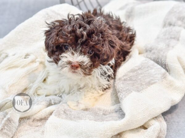 Havanese-Dog-Female-Choc Wh-36790-Petland Novi, Michigan