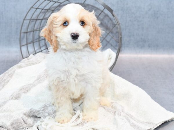 Cockapoo Dog Male Buff 36795 Petland Novi, Michigan