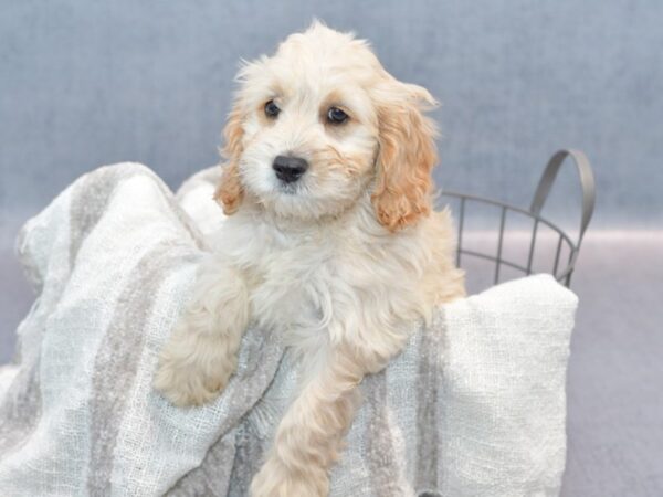 Cockapoo-Dog-Male-Buff-36796-Petland Novi, Michigan