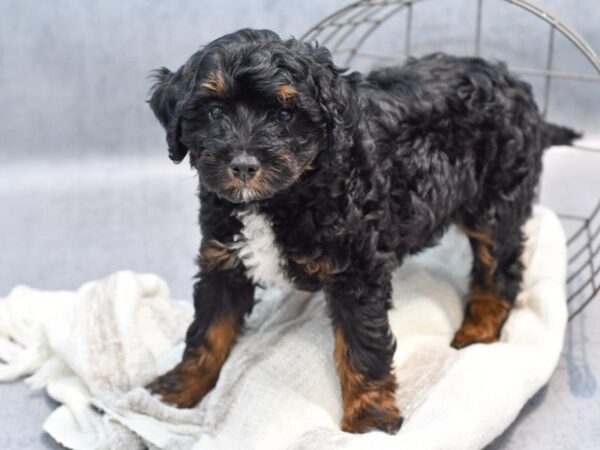 Mini Aussiepoo Dog Female Black and Tan 36799 Petland Novi, Michigan