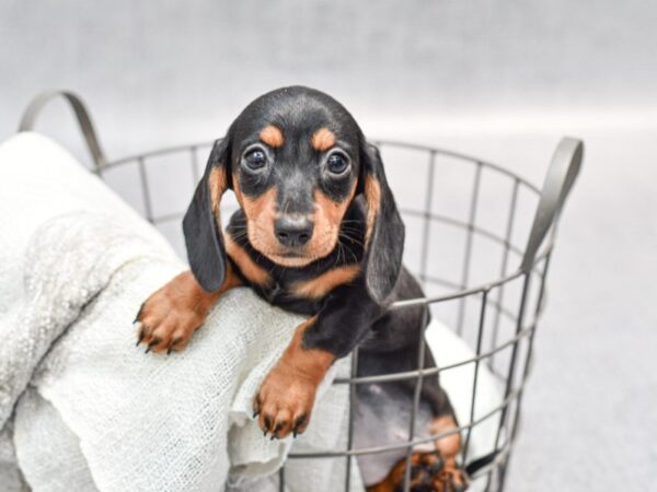 Dachshund-Dog-Female-Black / Tan-36805-Petland Novi, Michigan