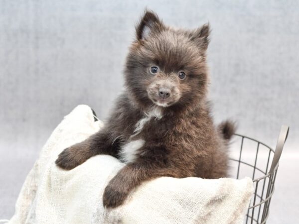 Pomeranian-Dog-Male-Blue & White-36821-Petland Novi, Michigan