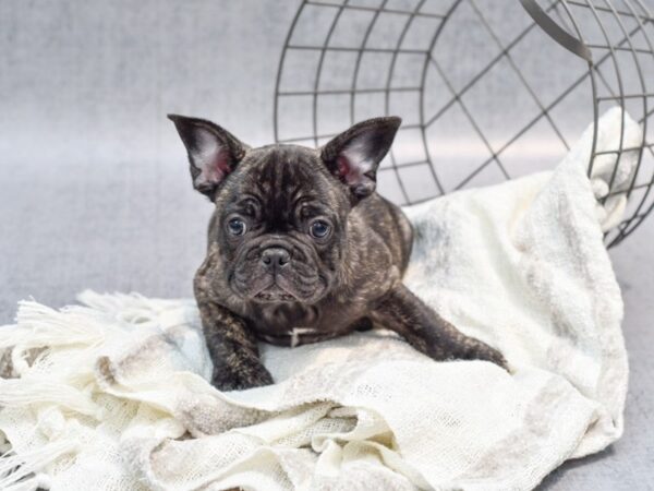 French Bulldog Dog Male Black Brindle 36819 Petland Novi, Michigan