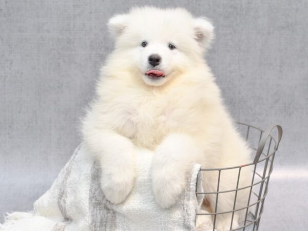 Samoyed-Dog-Male-White-36824-Petland Novi, Michigan