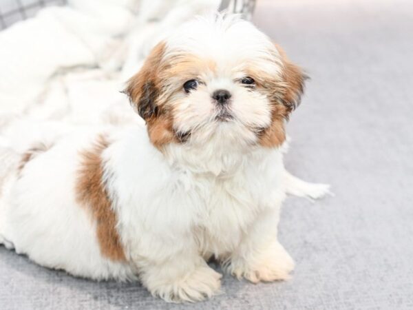 Shih Tzu Dog Male Sable / White 36829 Petland Novi, Michigan