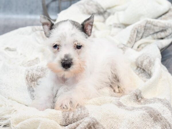 Miniature Schnauzer Dog Female Salt / Pepper 36835 Petland Novi, Michigan