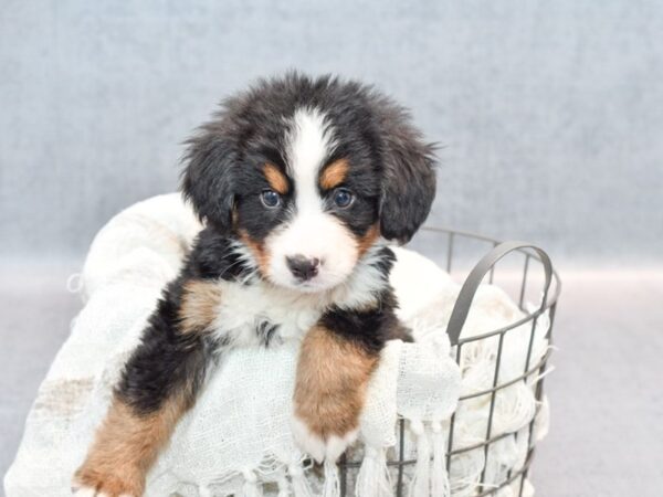 Bernese Mountain Dog-Dog-Female-Tri-Colored-36839-Petland Novi, Michigan