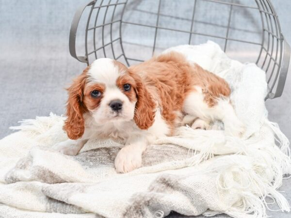 Cavalier King Charles Spaniel Dog Male Bleh 36847 Petland Novi, Michigan