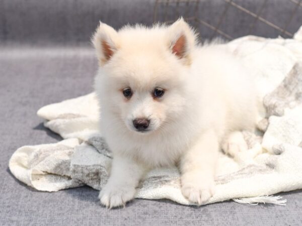 Pomsky Dog Male White 36856 Petland Novi, Michigan