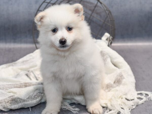 Pomsky Dog Female White 36857 Petland Novi, Michigan