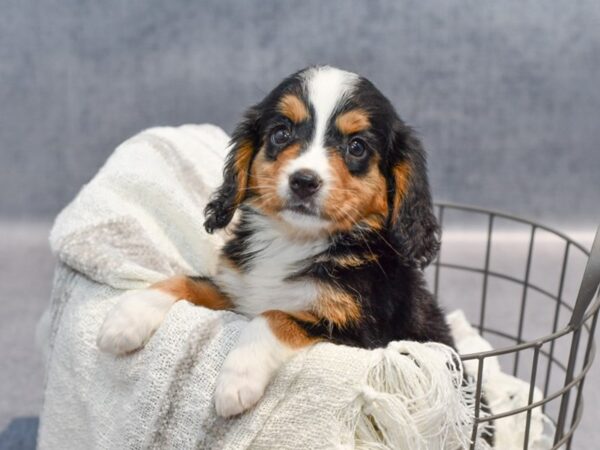 Mini Bernese-Dog-Female-Tri-Colored-36863-Petland Novi, Michigan