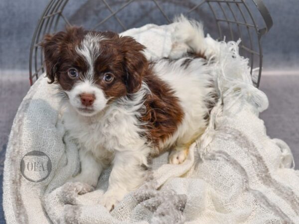 Havanese Dog Male Chocolate & White 36874 Petland Novi, Michigan