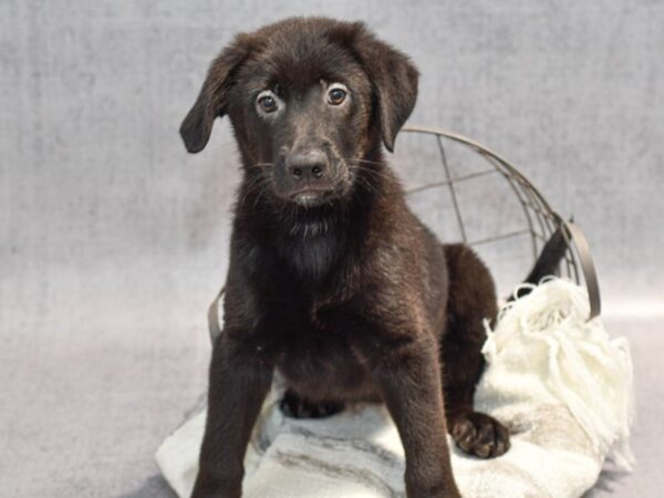 Golden/Shepherd-Dog-Female-Black-36846-Petland Novi, Michigan