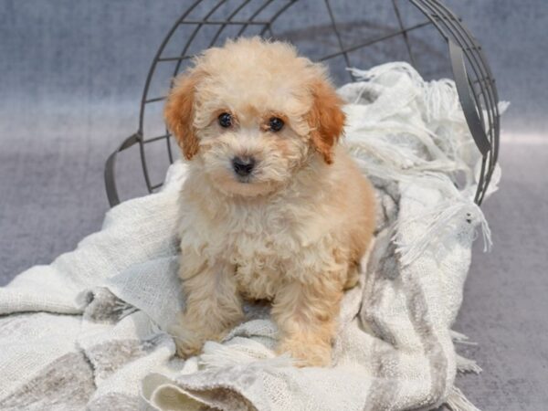 Bichonpoo-Dog-Male-Light Red-36875-Petland Novi, Michigan