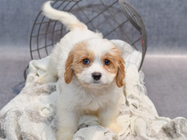 Cavachon Dog Female Blenheim 36877 Petland Novi, Michigan