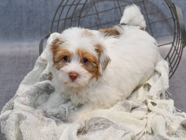 Havachon-Dog-Male-Dark Brown-36878-Petland Novi, Michigan