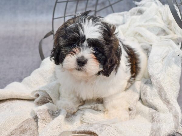 Teddy Bear Dog Male Brindle & White 36880 Petland Novi, Michigan