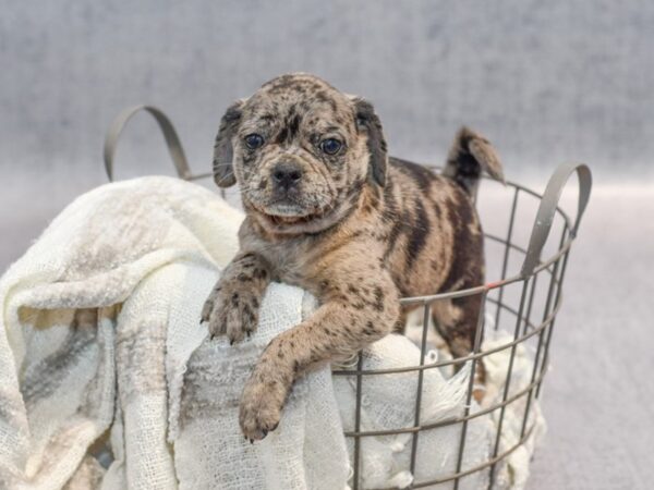 Pug/Ori Pei Dog Female Blue Merle 36883 Petland Novi, Michigan